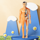 Esqueleto Humano Infantil para Aprendizado e Estudo de Anatomia