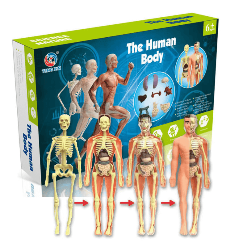 Esqueleto humano infantil para aprendizado e estudo da anatomia